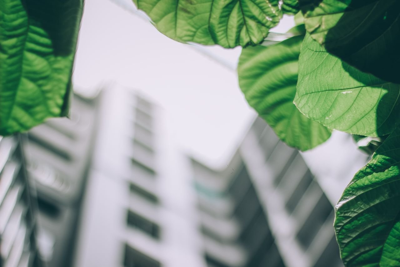 process-img Vibrant green leaves contrast against a blurred modern high-rise building, depicting urban nature.
